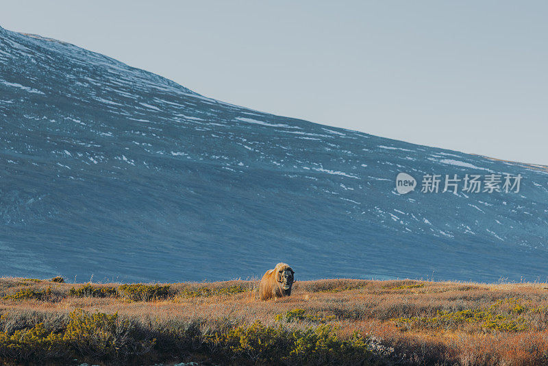 在挪威的Dovrefjell-Sunndalsfjella国家公园，一只麝牛(Ovibos Moschatus)在阳光明媚的秋日里在广阔的山间搏斗